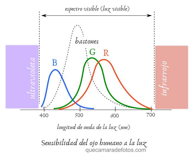Ojo: respuesta de cada célula fotosensible a la luz