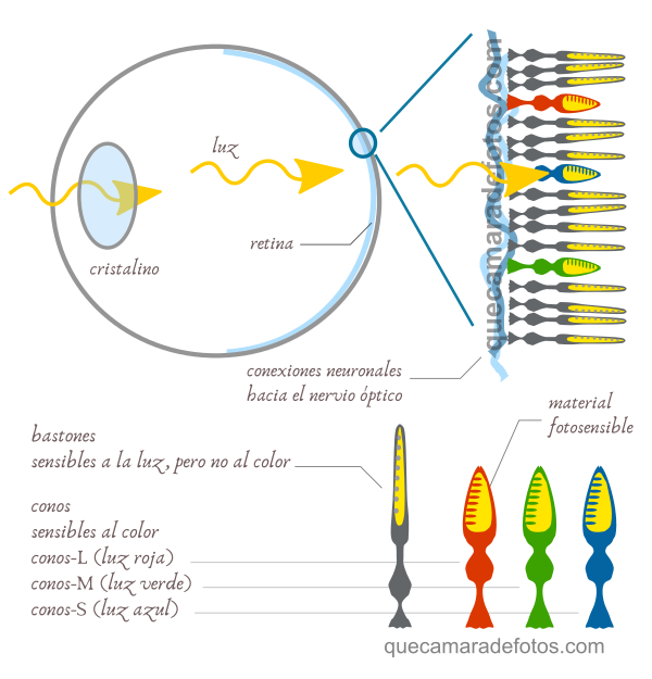Cómo funciona el ojo humano