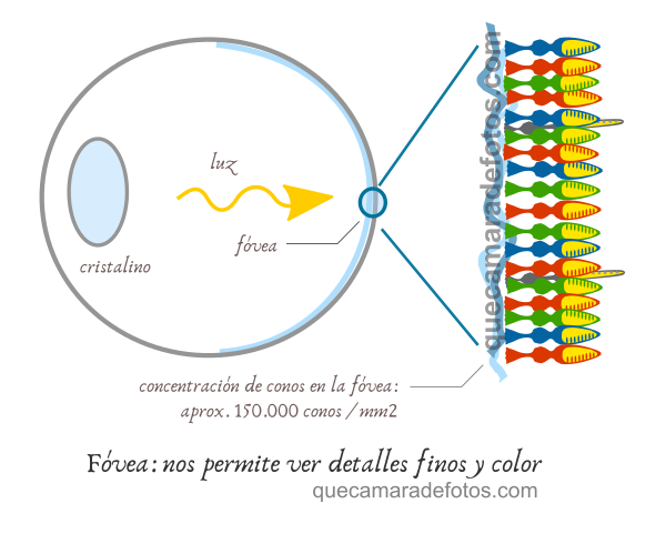 Fóvea y distribución de conos en el ojo